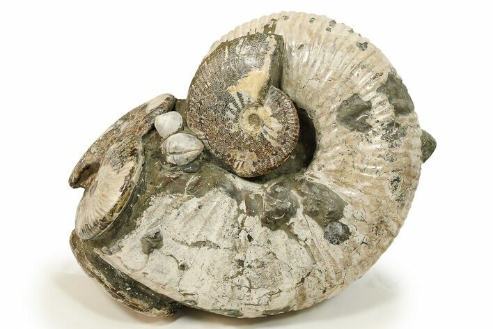 Giant, Bumpy Ammonite (Douvilleiceras) Fossil #280790